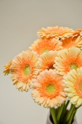 dsc1 (24)-24.jpg