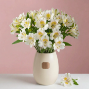 alstromeria róż.png